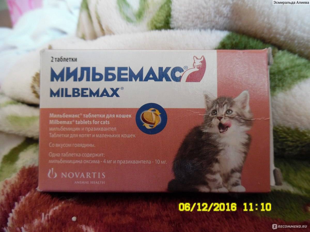Как правильно дать коту таблетку от глистов?