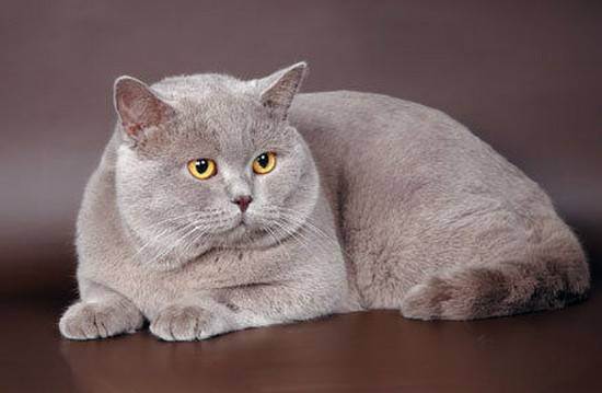 Корм для британских кошек: каким лучше кормить британцев? сухой или влажный корм подходит для кастрированных котов и стерилизованных кошек британской породы?