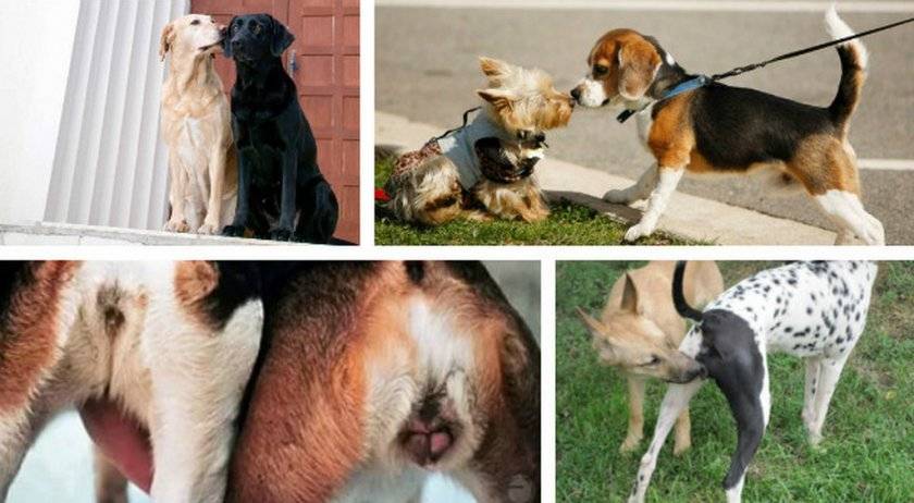 Будет ли течка у собаки после стерилизации: преимущества и недостатки процедуры