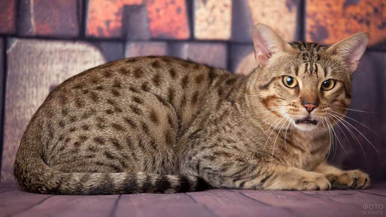 Кошка египетская мау: фото породы, описание, характер и повадки, как выбрать котят, отзывы владельцев