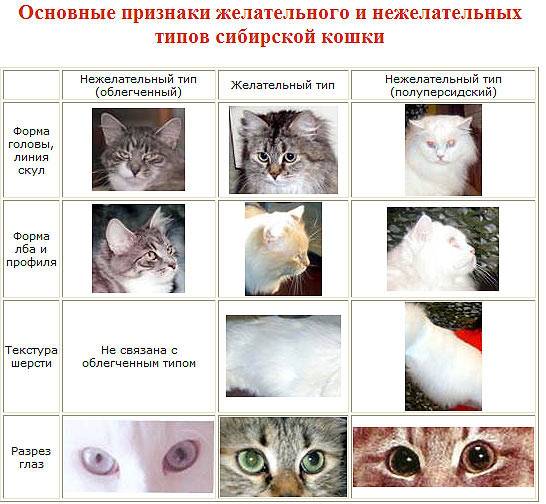 Как определить пол котенка: основные методики, народные приметы
