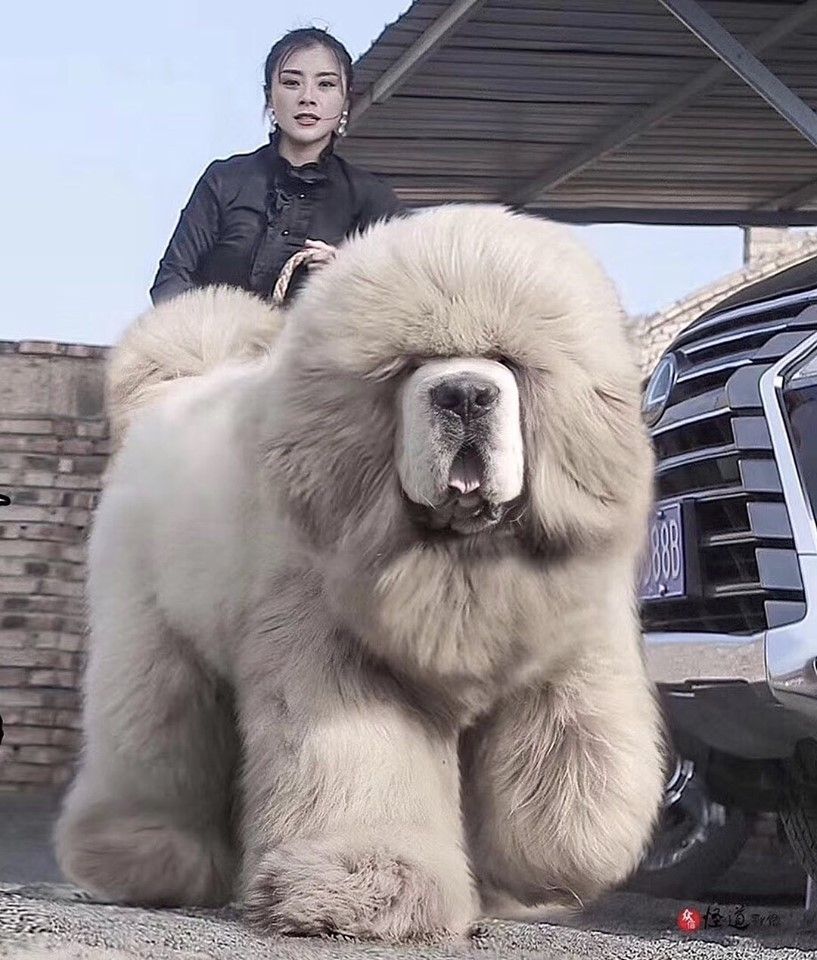 Самый большой и дорогой тибетский мастиф в мире: фото с человеком и видео крупной собаки