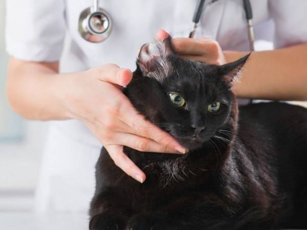 Ушной клещ (отодектоз) у кошек и котов: симптомы и лечение