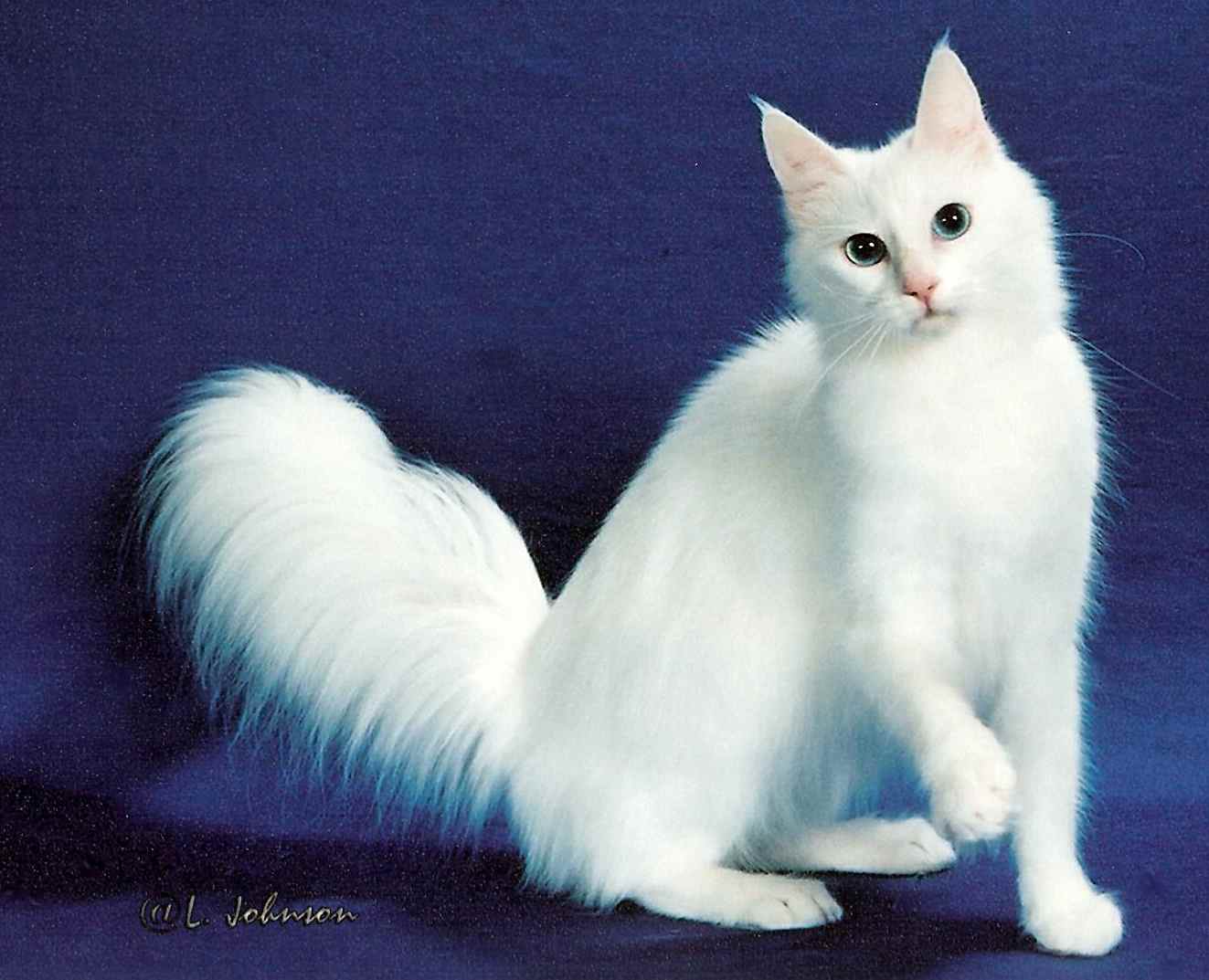 Кошки: самая красивая порода. кошки, которые считаются самыми красивыми: фото