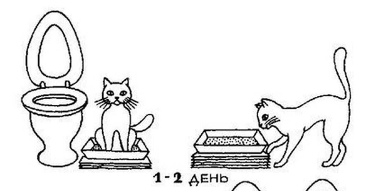 Как приучить котёнка ходить в лоток - инструкция в 4 шага