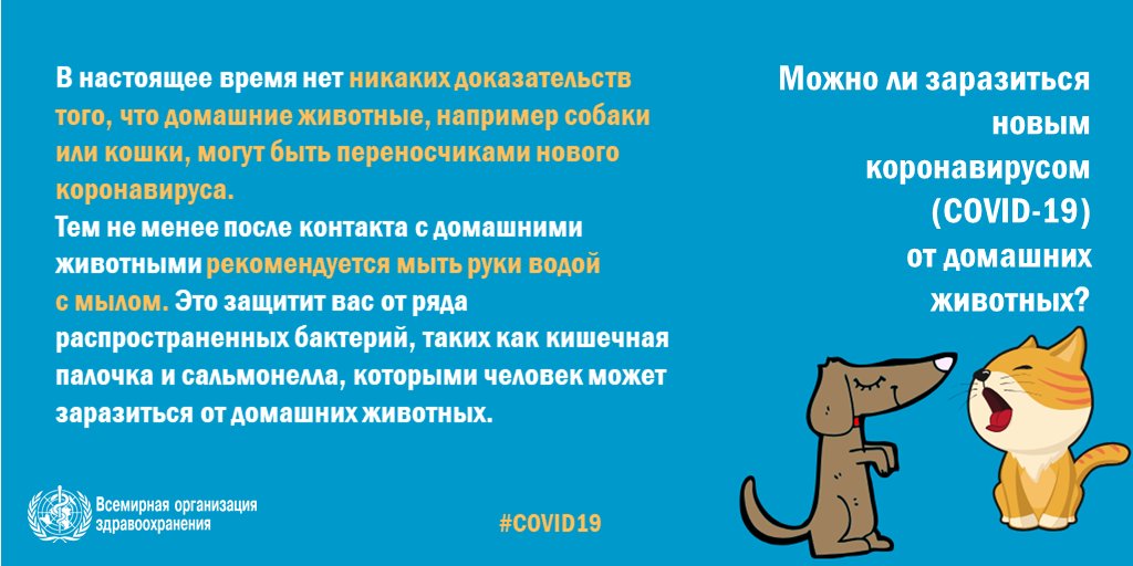 Может ли кошка заразиться гриппом или простудой от человека