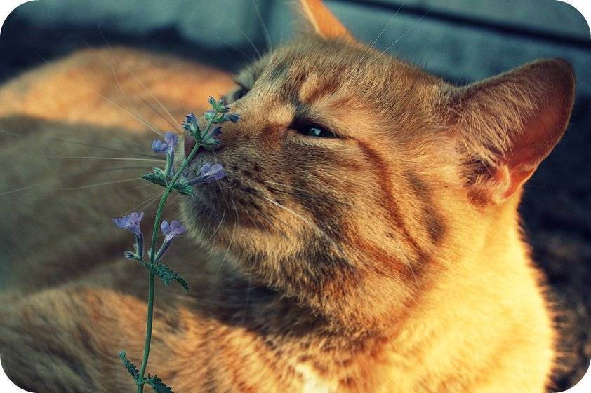 Как выращивать кошачью мяту: для чего она нужна, как использовать котовник