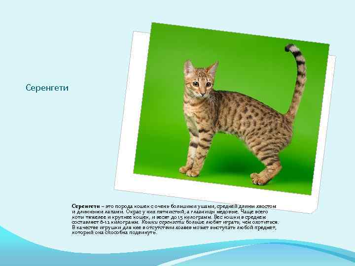 Порода кошек серенгети: описание внешности, характер животного и содержание породы