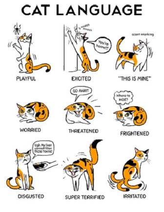 Как понять язык кошек