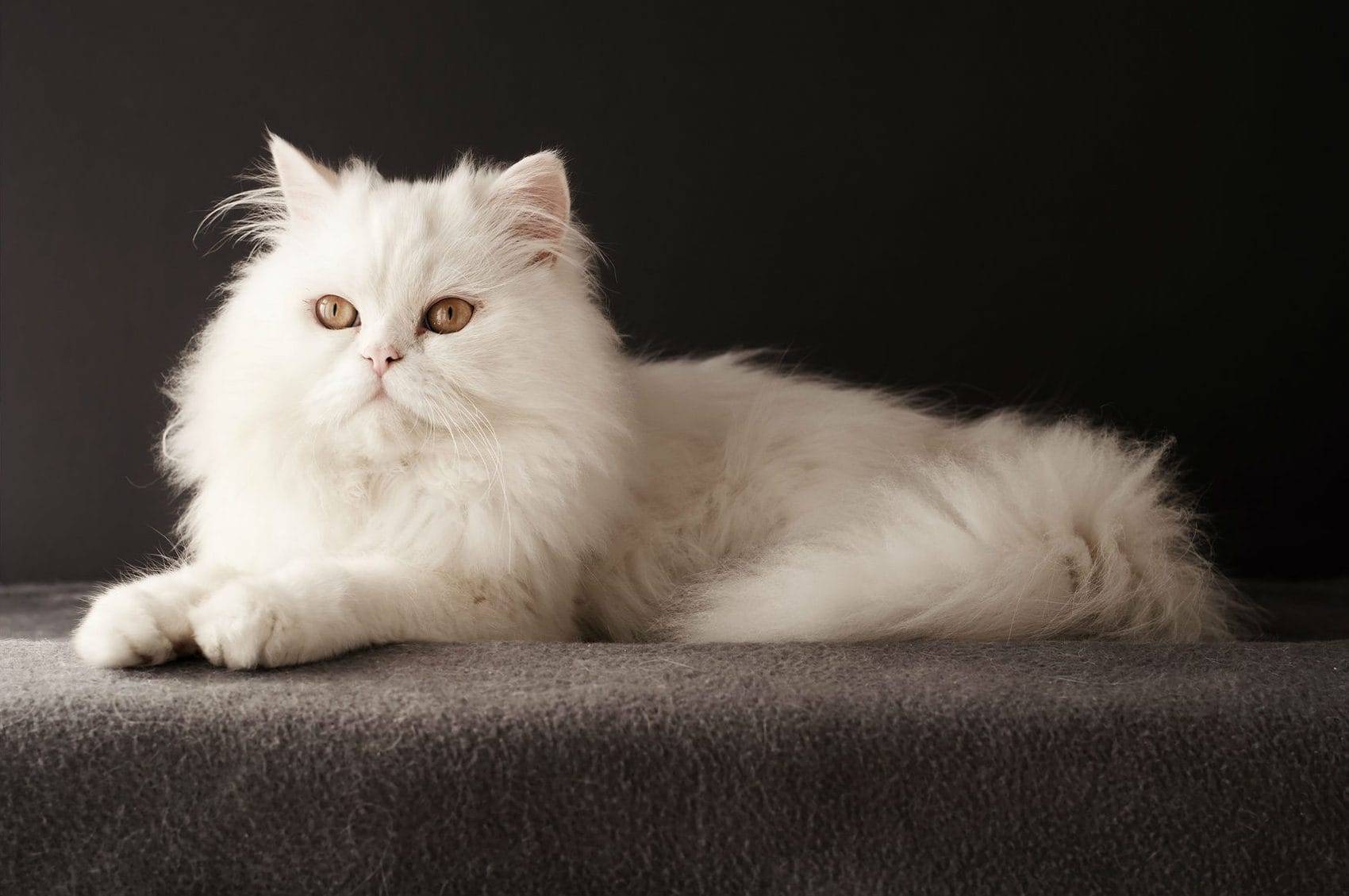 Серо-белый кот (25 фото): породы полосатых кошек серо-белого окраса с голубыми глазами, пушистый серый котенок с белыми пятнами на грудке и лапах
