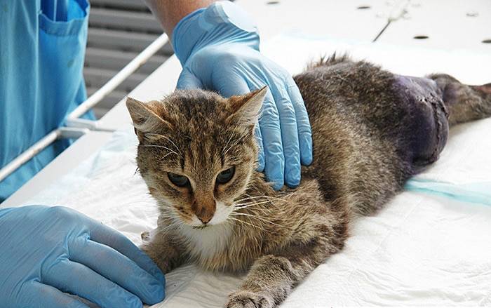 Травмы хвоста у кошек - перелом и ранение хвоста