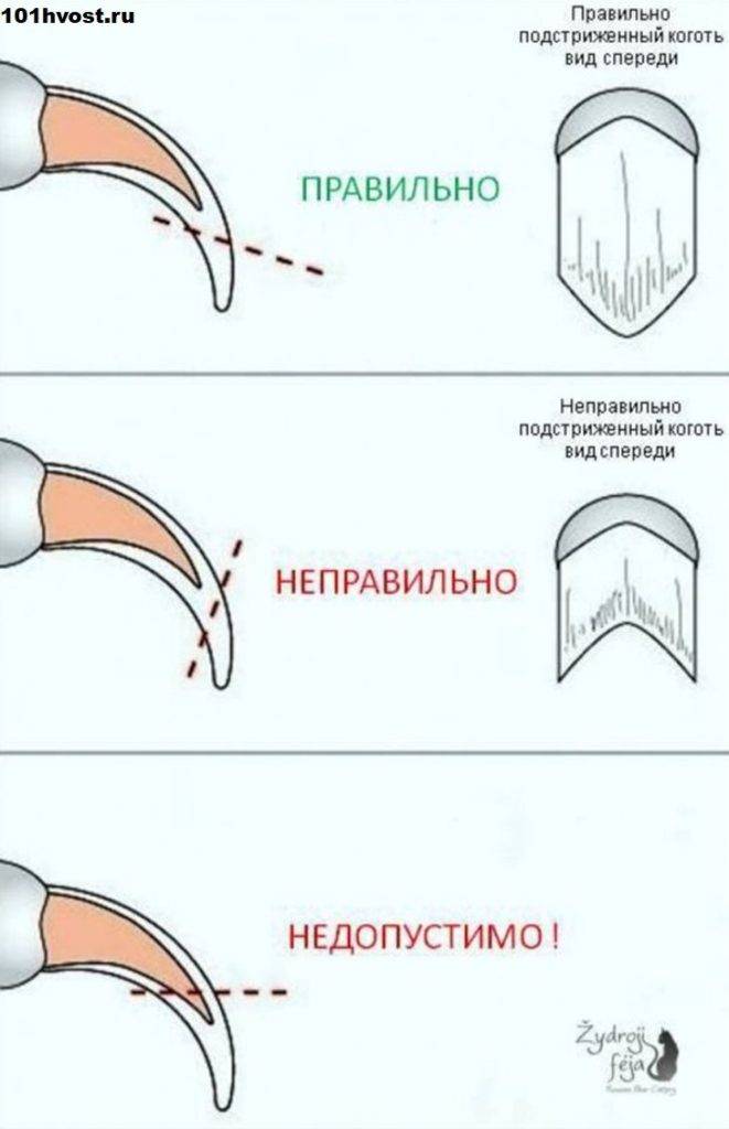 Кошачьи когти: значение, уход, можно ли стричь и удалять | блог ветклиники "беланта"