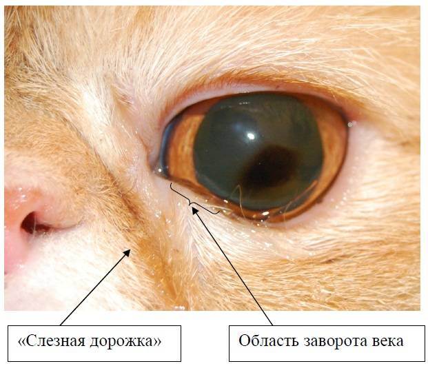 Если у котенка слезятся глаза: основные причины и что делать | кот и кошка