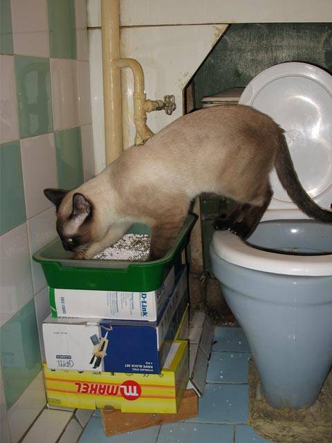Сколько раз котенок ходит по большому. Кот ходит в туалет. Котенок в унитазе. Коты ходят в туалет. Ходить в туалет по маленькому.