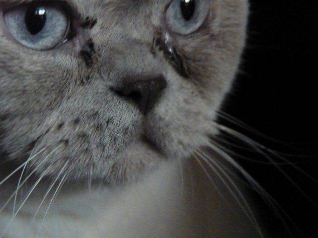 Могут ли кошки плакать - что означают слезы у кошки, причиняют ли кошке слезы боль