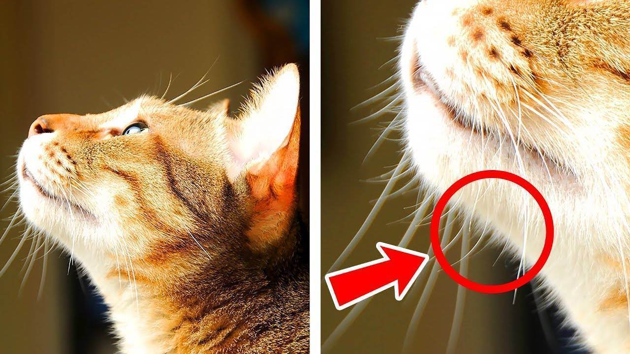 10 пород кошек, которых отличает высокий интеллект
