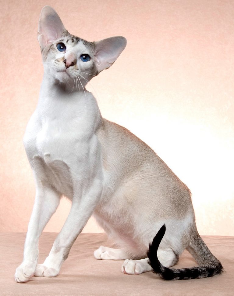 Порода кошек с короткой шерстью с фото
