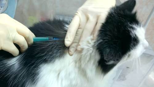 Какие прививки нужны котенку – когда делать первые прививки?