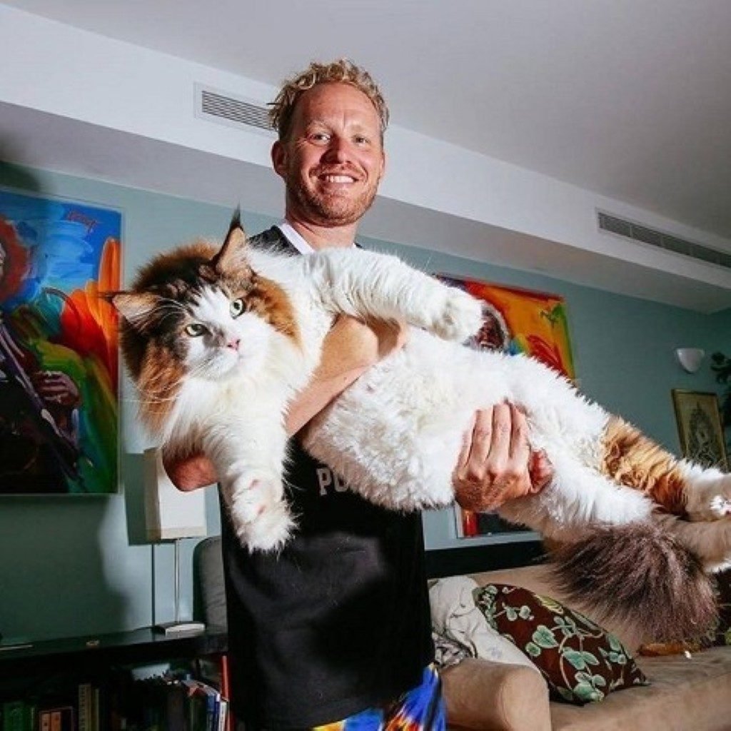 Мэйн кун самый большой кот Нью Йорка Самсон