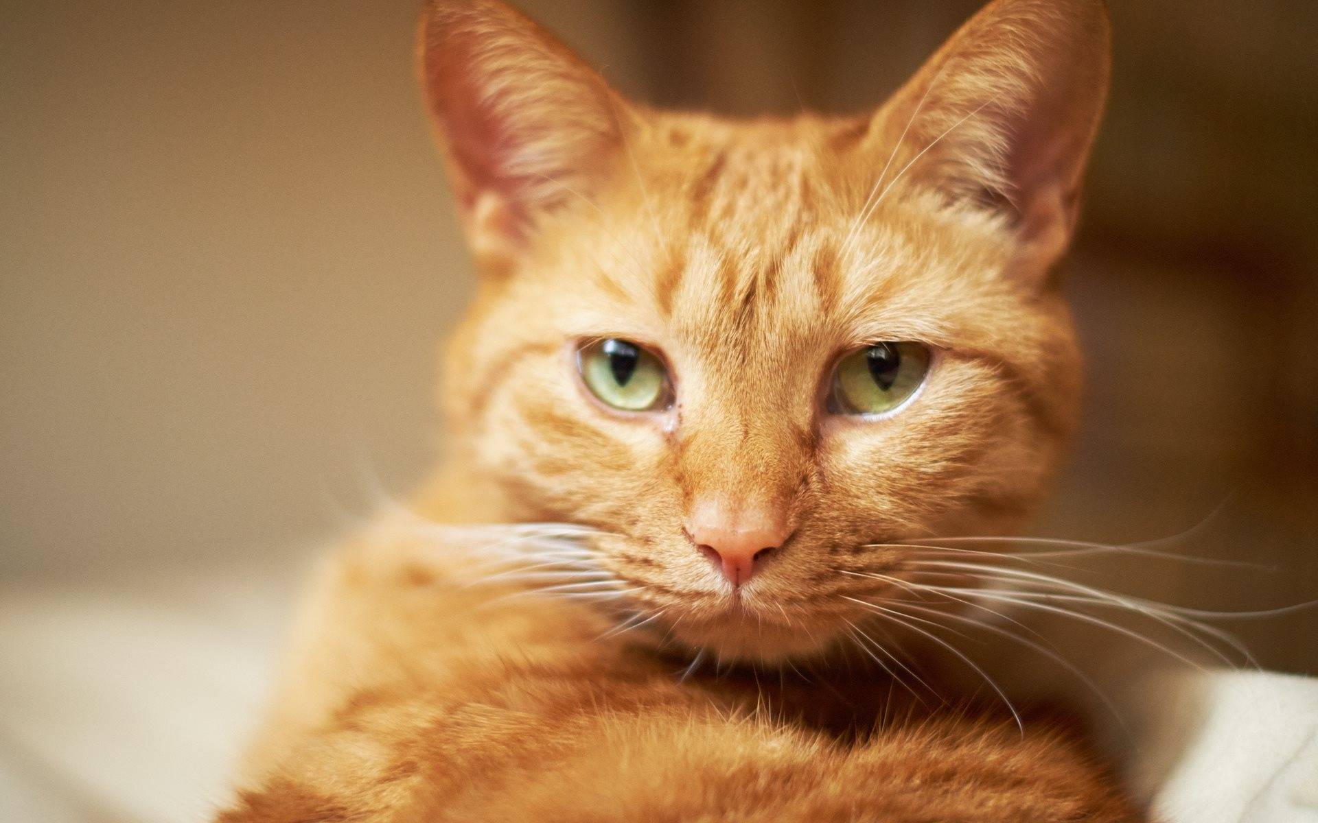 Рыжий кот в доме приметы: характер и нрав огненных котов, что означает, если приблудился рыжий котенок, как кошку сделать талисманом.