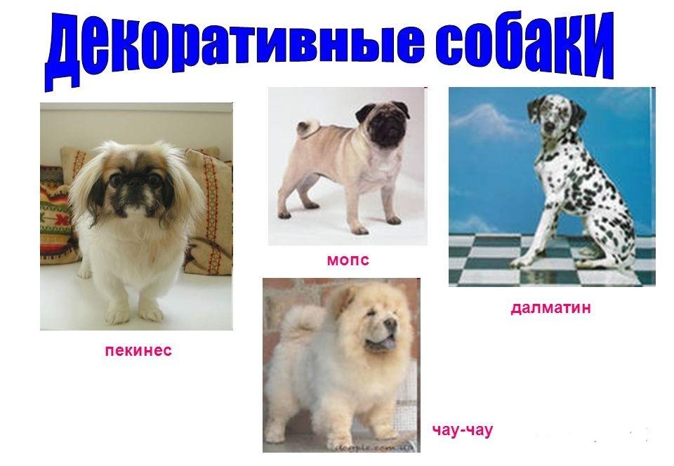Декоративные собаки: особенности, породы и их описание