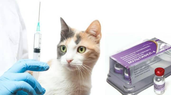 Рвота у кошки или кота: причины и лечение в домашних условиях