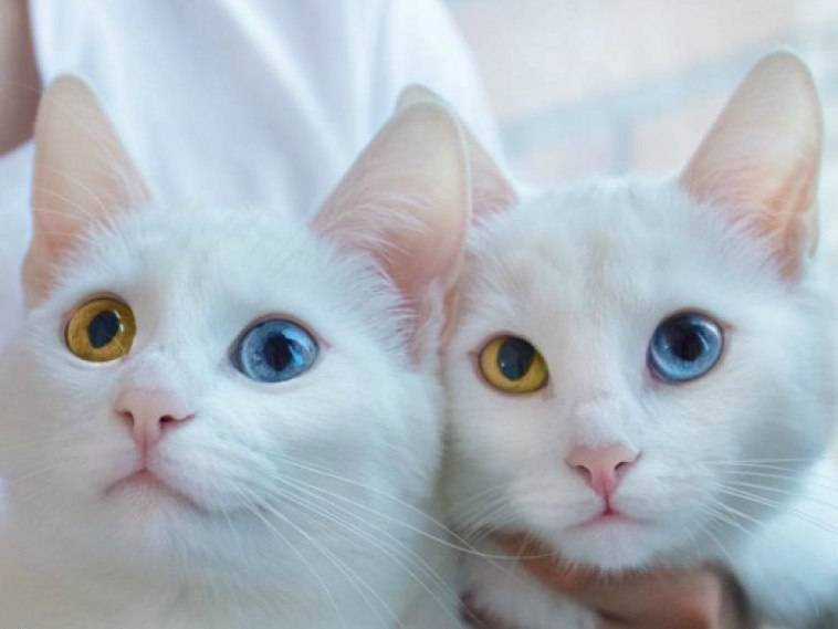 Гетерохромия или почему у кошек разные глаза