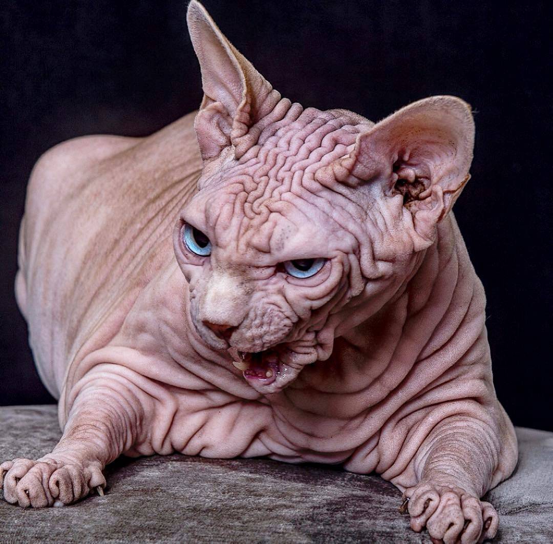 Злая кошка: самые агрессивные породы кошек, фото с описанием :: syl.ru