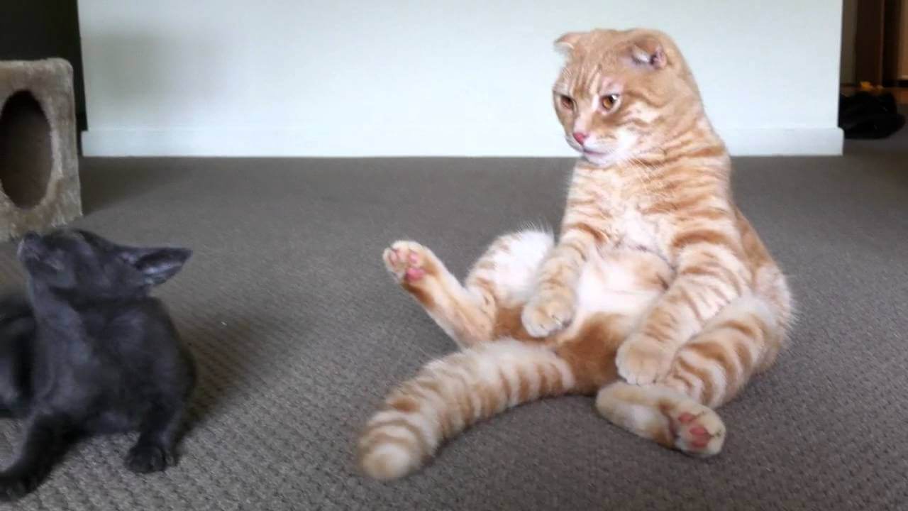 Шотландская вислоухая кошка - 100 фото и видео описание популярной породы