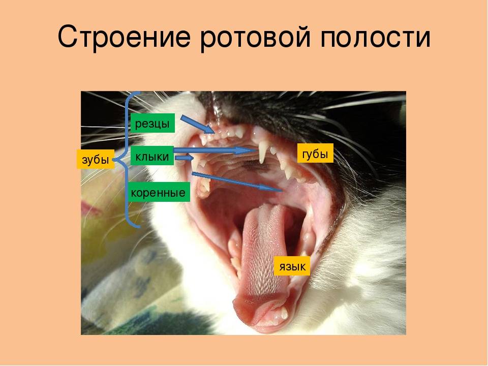 Особенности строения зубов у кошек: сколько их у взрослых котов и котят