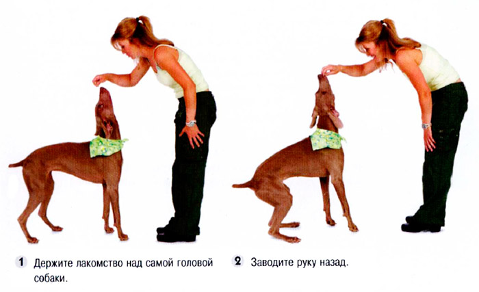 Что делать, если собака прыгает на людей при встрече. как отучить собаку прыгать на гостей