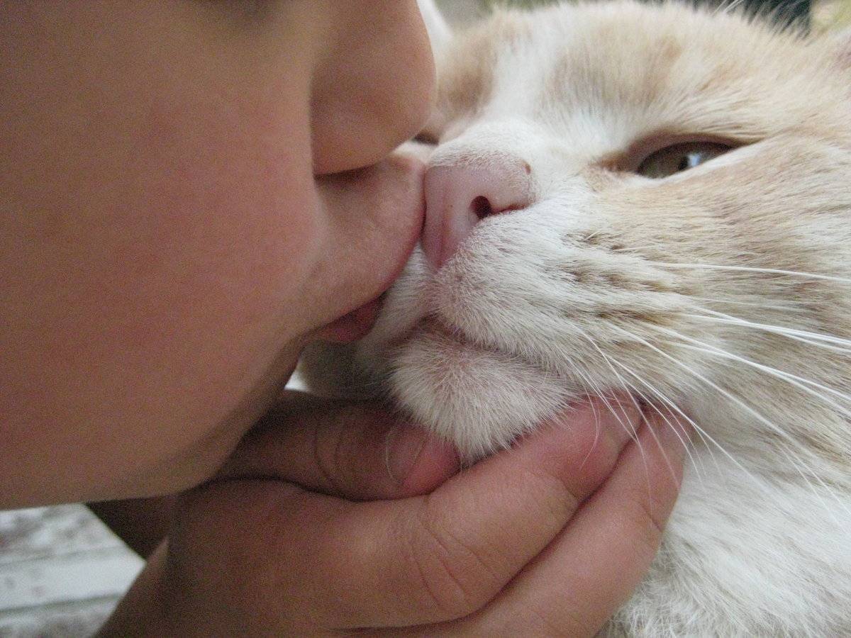 Почему кошки не любят когда их целуют – почему нельзя целовать кошек в морду?