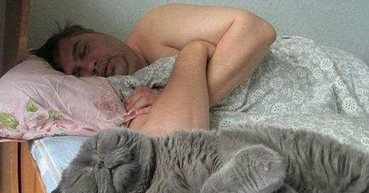 Видели во сне кота? давайте рассмотрим самые популярные трактовки этого сна для женщин и мужчин по разным сонникам.