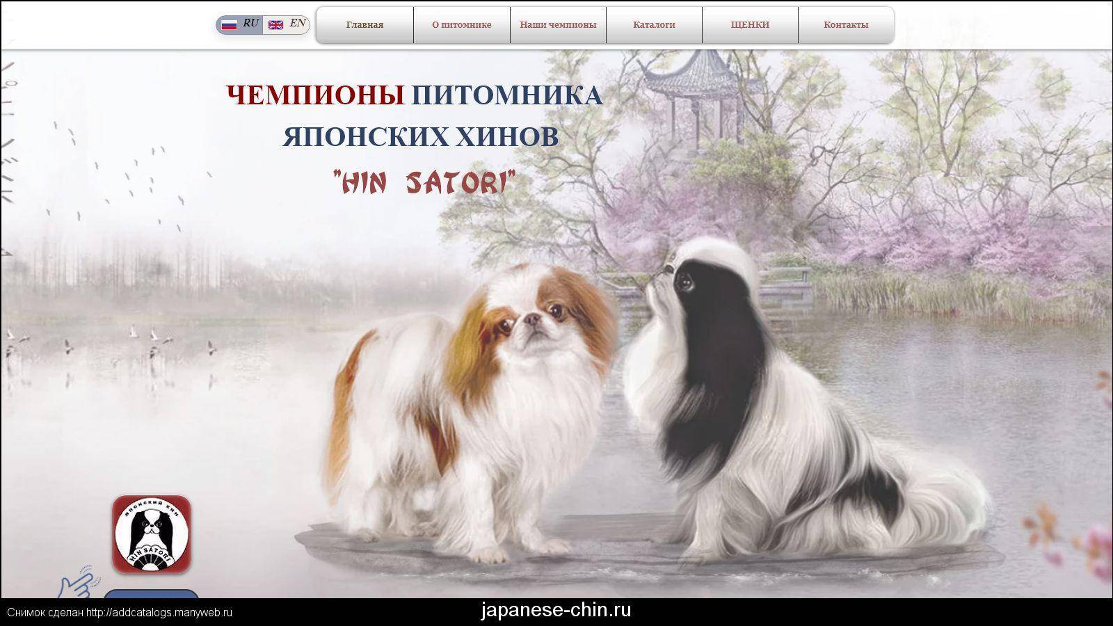 Японский хин - описание и характер собаки, воспитание щенков, содержание и кормление, отзывы владельцев