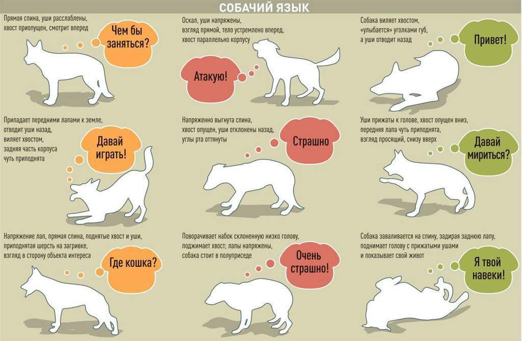 Язык собак как понять в картинках