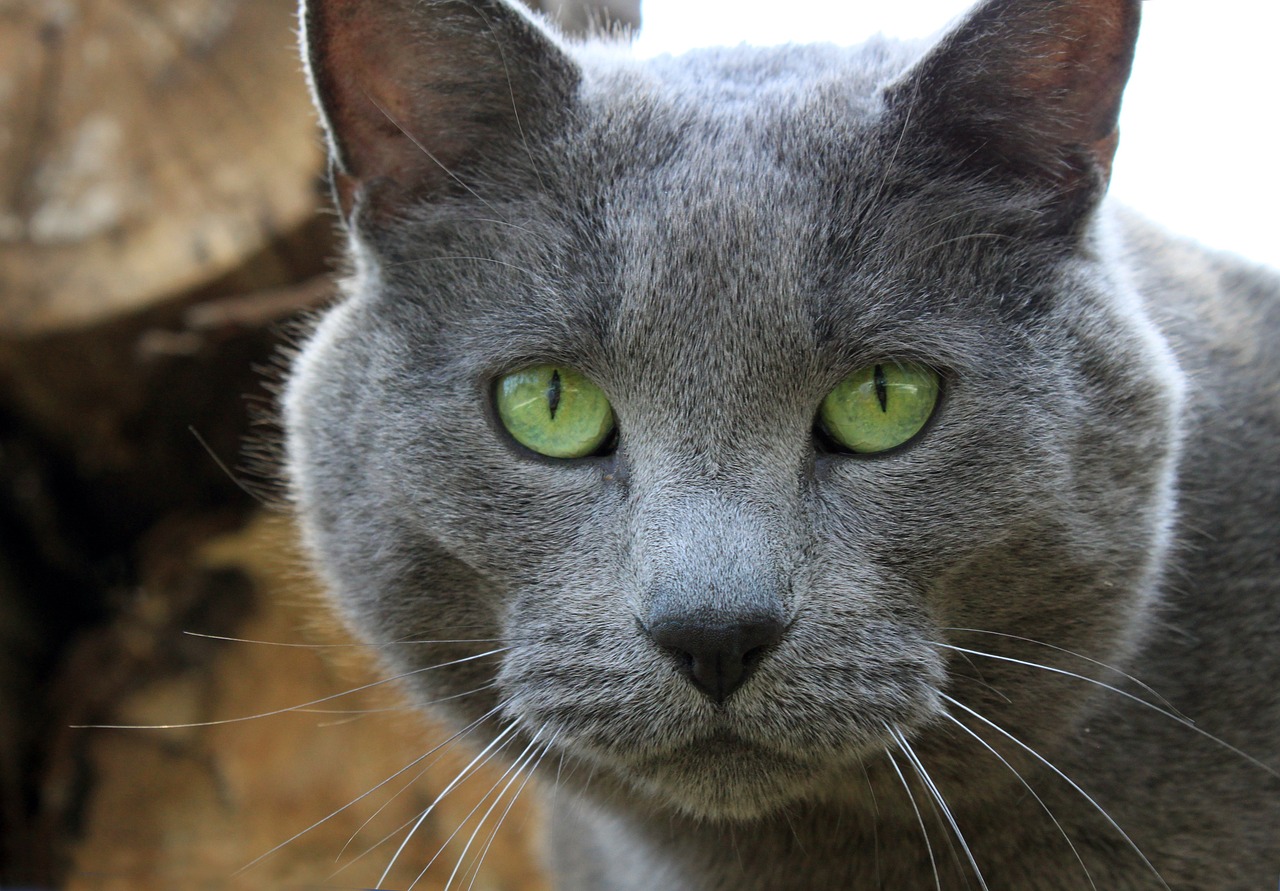 Породы кошек с зелеными глазами - фото и описание
