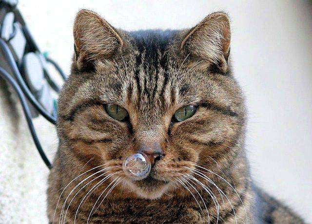 Кот чихает и слезятся глаза – чем лечить в домашних условиях, в чем причина?