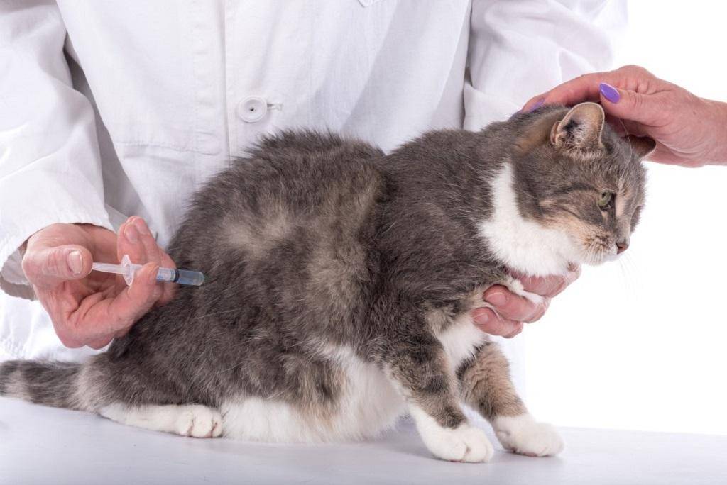 Микроспория у кошек: симптомы, инкубационный период, методы диагностики, уход за больной кошкой, лечение