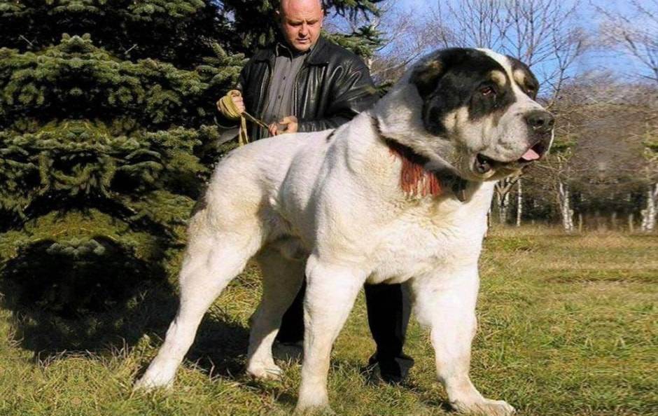 Алабай Бульдозер: самая большая среднеазиатская овчарка в мире
