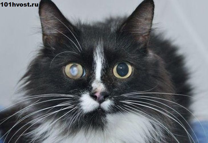 Бельмо на глазу у кошки: распространенные причины, диагностика и способы лечения