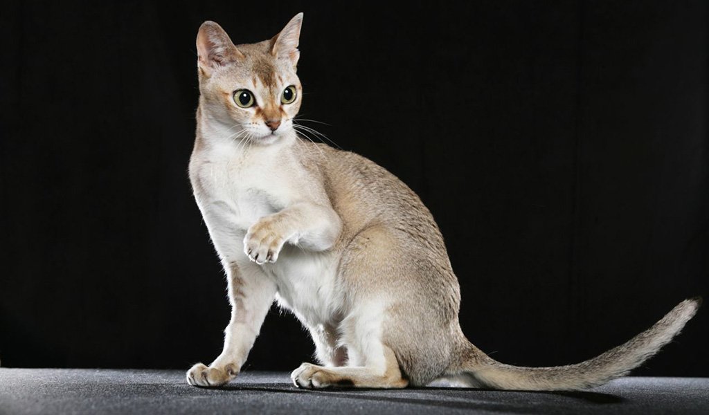 Цейлонская кошка: описание, стандарты породы, фото, характер, поведение, уход и питание