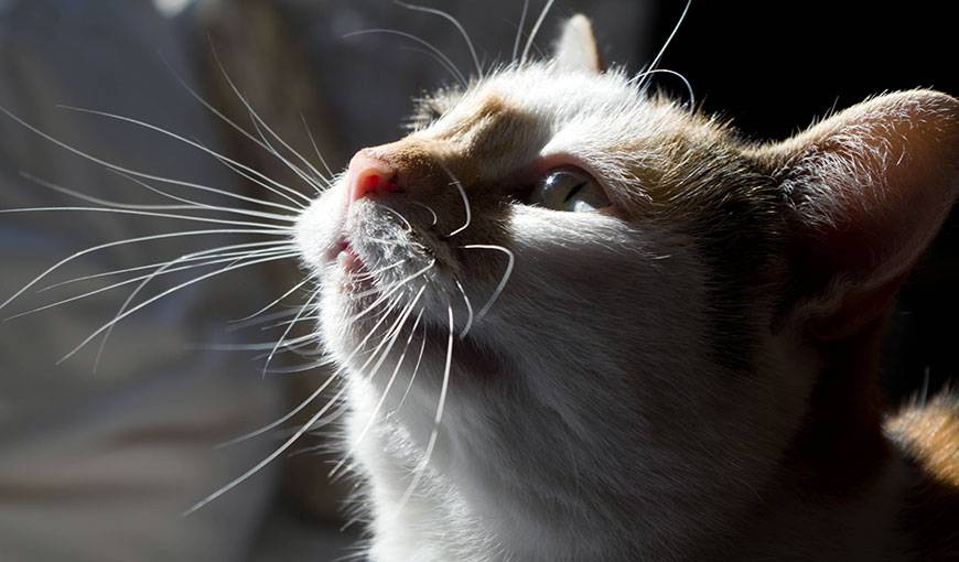 Зачем кошке усы (вибриссы) и что будет, если они повредятся?