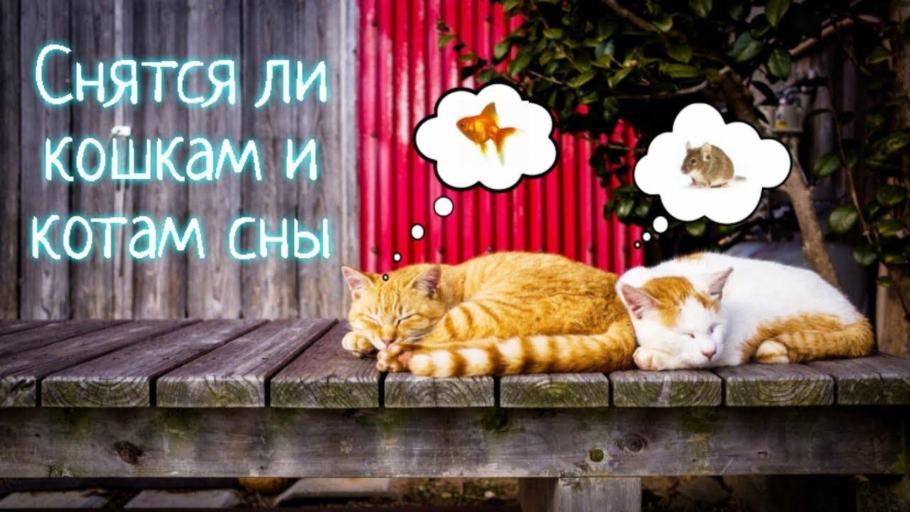 К чему снится  кошка во сне — по 90 сонникам! если видишь во сне кошка что значит?