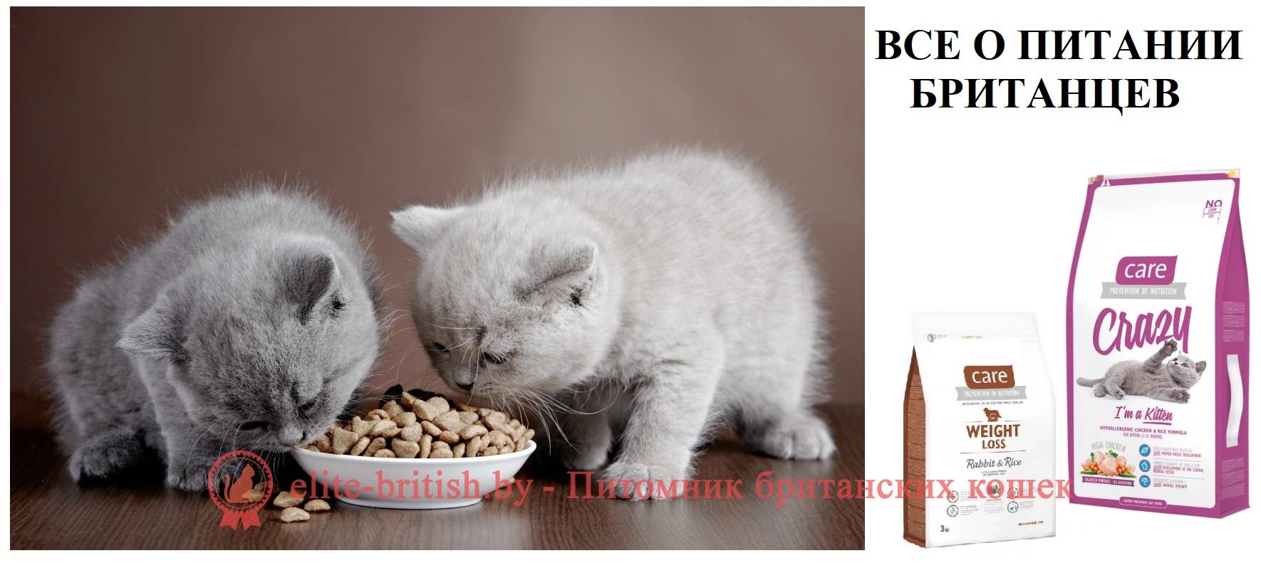 Выбор корма для шотландских кошек