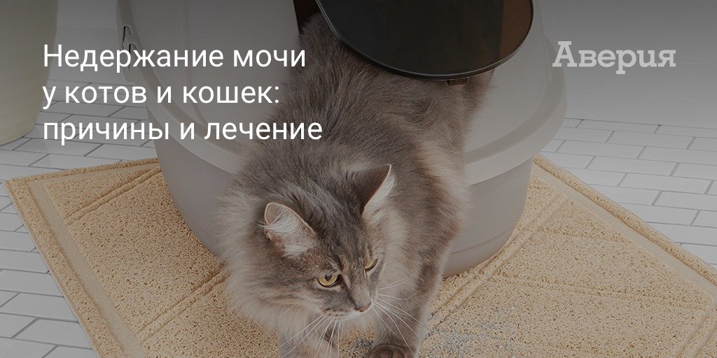 У кота недержание мочи: что делать в домашних условиях, профилактика
