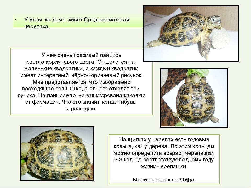 Сколько лет живут красноухие черепахи в домашних условиях
