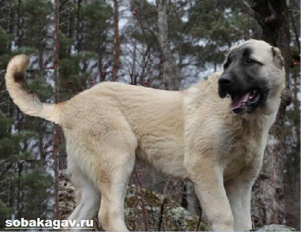 Бордосский дог собака. описание, особенности, уход и цена бордосского дога