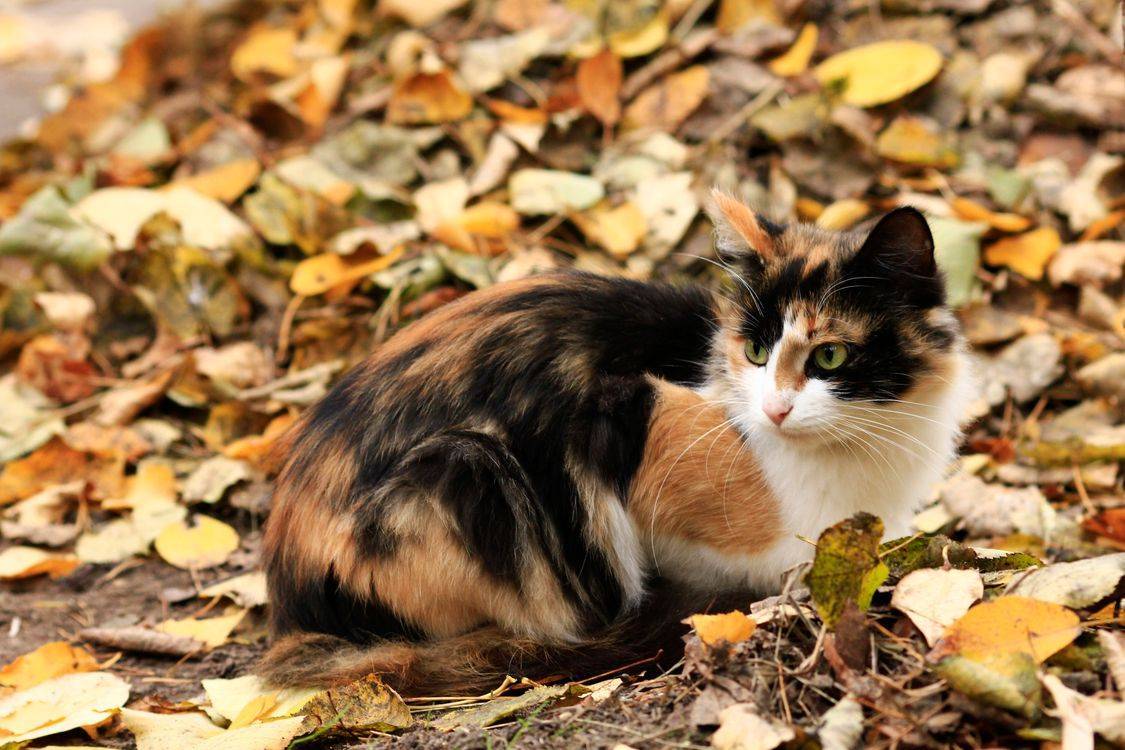 Породы трёхцветных кошек — названия, описание и фото — природа мира
