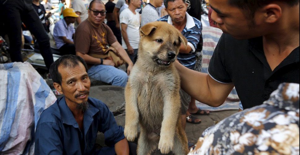 Для нас - жутко, для них - норма. какую породу собак едят азиаты? | pets2.me | дзен