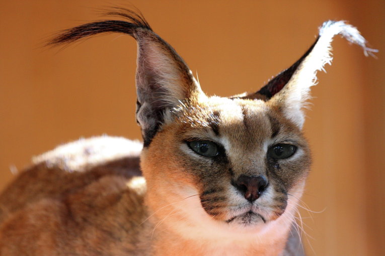 5 лучших пород кошек с кисточками на ушах